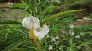 weißer Blumengarten in voller Blüte foto