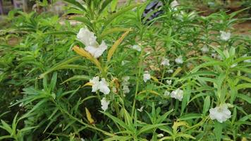 weißer Blumengarten in voller Blüte foto