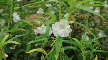 weißer Blumengarten in voller Blüte foto