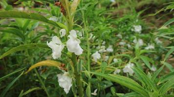 weißer Blumengarten in voller Blüte foto