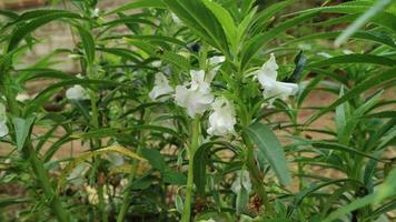 weißer Blumengarten in voller Blüte foto