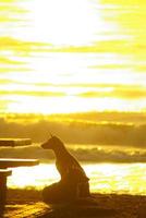 Silhouette eines am Strand liegenden Hundes und das goldene Licht des Sonnenuntergangsreflexes auf der Meeresoberfläche foto