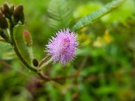 Mimosa Pudica Blume in voller Blüte, Makrofoto, Nahaufnahme foto