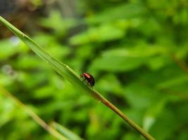 Makrofoto eines roten schwarzen Marienkäfers, der auf einem grünen Unkrautblatt sitzt, selektiver Fokus foto