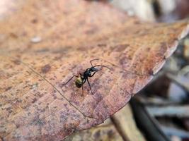 Makroaufnahme einer schwarzen Ameise mit goldenem Bauch auf einem trockenen Blatt, selektiver Fokus foto
