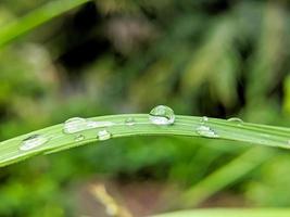 Regentropfen auf frischen grünen Blättern foto