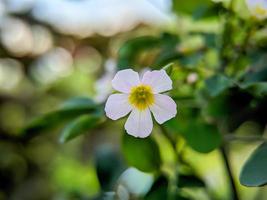 Makrofoto von Lavendel-Sauerampfer-Blume, Barrieren Sauerklee in voller Blüte foto