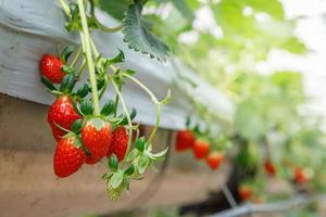 die Hydroponik-Erdbeere auf einer Gewächshaus-Hydroponik-Farm mit High-Tech-Landwirtschaft in einem engen System foto