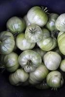 Schöne grüne Tomaten in einem schwarzen Eimer am Nachmittag auf grauem Hintergrund. grüne tomaten im sommergarten ernten. foto