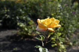 Tagsüber eine große gelbe Rosenblüte im Sommergarten. schöne gelb-rote Rosennahaufnahme. foto