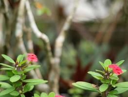 ein Paar attraktive rote Blumen zum Pflücken foto