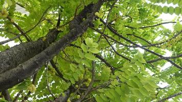 baum- und kirschfruchthintergrundbeschaffenheit foto