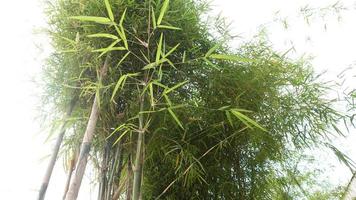 Bambusbäume und grüne Blätter Hintergrundfotografie foto
