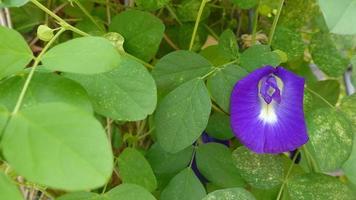 Lila Erbsenblume für die Gesundheit foto