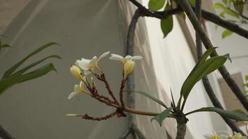 Frangipani-Blumen-Hintergrundfotografie foto