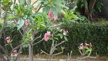 Frangipani-Blüten sind rosa Kirschblüten foto