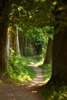 Landstraße durch Baumallee hinein foto