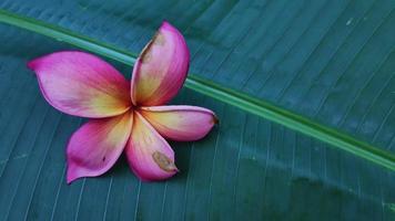 schöne plumeria rubra blumen lokalisiert auf grünem blatthintergrund foto