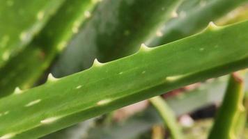 Aloe Vera ist eine tropische Grünpflanze, die heißes Wetter verträgt. eine nahaufnahme von grünen blättern, aloe vera. foto