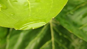 grünes Blatt mit Wassertropfen aus nächster Nähe foto