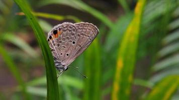 gemeiner blauer Schmetterling auf einer trockenen Pflanze, kleiner grauer und blauer Schmetterling in der Natur, Herbstnatur, Seitenansicht, geschlossene Flügel, Unterseite des Schmetterlings. foto