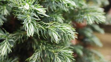 Fichtenzweig. schöner Fichtenzweig mit Nadeln. Weihnachtsbaum in der Natur. grüne Fichte. Fichte hautnah. foto