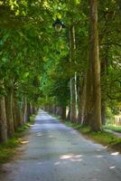 Landstraße durch Baumallee hinein foto