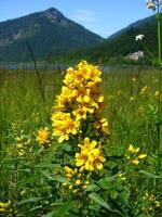 schöne alpine gelbe wildblume, bayerische alpen foto