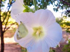 weißer Schmetterling, weißer Schmetterling auf einem weißen Hibiskus foto