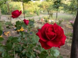 rote Rose, rote Rose vor dem grünen Garten, selektiver Fokus foto