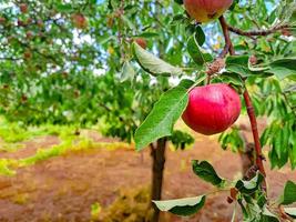 Roter Apfel, ein roter Apfel, der an einem Ast vor grünem Hintergrund hängt, selektiver Fokus foto