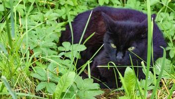 schwarze katze, die auf grünem gras sitzt foto