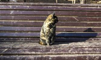 dreifarbige katze auf einem braunen hintergrundkopienraum foto