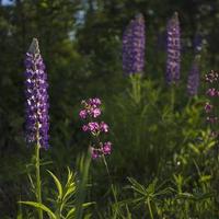 Nahaufnahme von Lupinenblüten im Licht der Abendsonne. foto