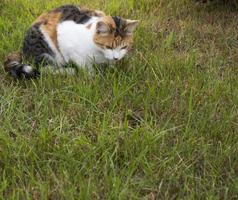 Dreifarbige Katze geht an einem sonnigen Sommertag im grünen Gras spazieren. foto