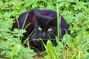 schwarze katze, die auf grünem gras sitzt foto