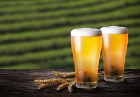 kaltes Bier mit Weizen auf Holztisch. gläser helles bier mit gerste und dem plantagenhintergrund. foto