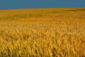 Weizenfeld mit blauem Himmel im Hintergrund foto