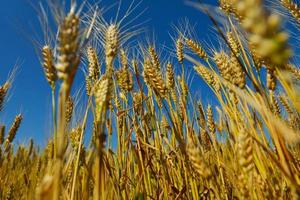 Weizenfeld mit blauem Himmel im Hintergrund foto