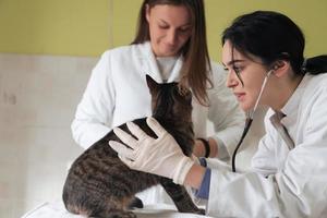 Veterinärteam zur Behandlung kranker Katzen, Pflege des Tiergesundheitskonzepts, Tierklinik foto