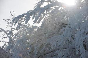 Neuschnee auf Ästen foto