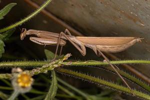 erwachsenes Mantis-Insekt foto