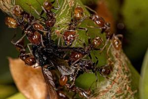 erwachsene Cecropia-Ameisen foto