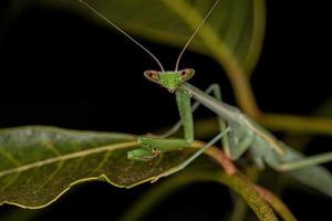 kleine Mantis-Nymphe foto