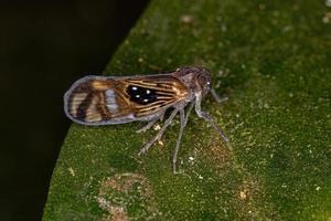 erwachsenes kleines Planthopper-Insekt foto