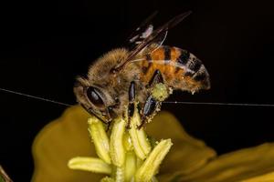 erwachsene weibliche westliche honigbiene foto