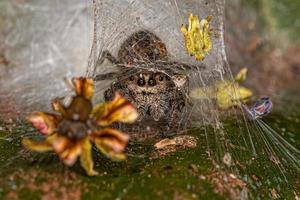 kleine männliche Springspinne foto