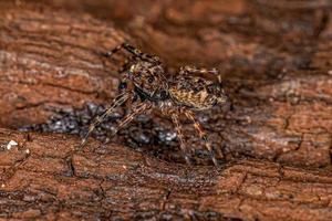 erwachsene männliche springende spinne foto