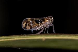 erwachsenes kleines Planthopper-Insekt foto