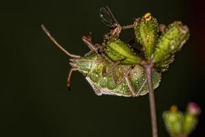 Erwachsene stinken insekten foto